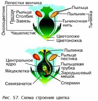 Строение Цветка Капусты Фото